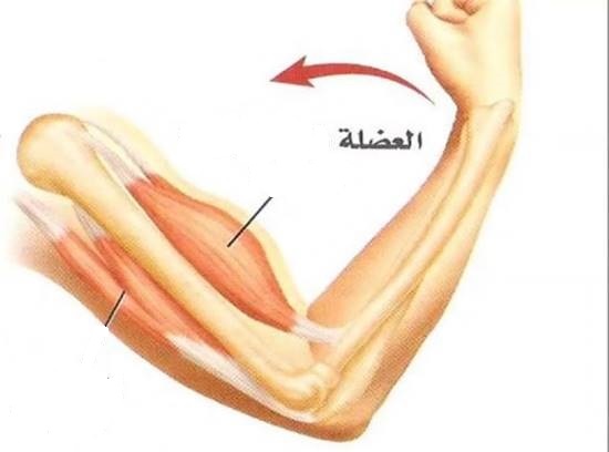 العضلات والاوتار - مهمة 4